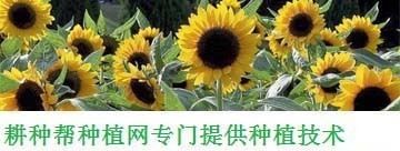 加油站鋼構大棚制作流程 鋼結構玻璃棧道設計 第2張 加油站鋼構大棚制作流程 鋼結構玻璃棧道設計 第2張