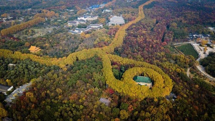 碳纖維加固在歷史建筑中的應用,碳纖維加固,歷史建筑保護與修復的 行業(yè)新聞 第1張 碳纖維加固在歷史建筑中的應用,碳纖維加固,歷史建筑保護與修復的 行業(yè)新聞 第1張